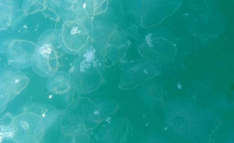 Invasión de medusas carnívoras en costas de Yucatán