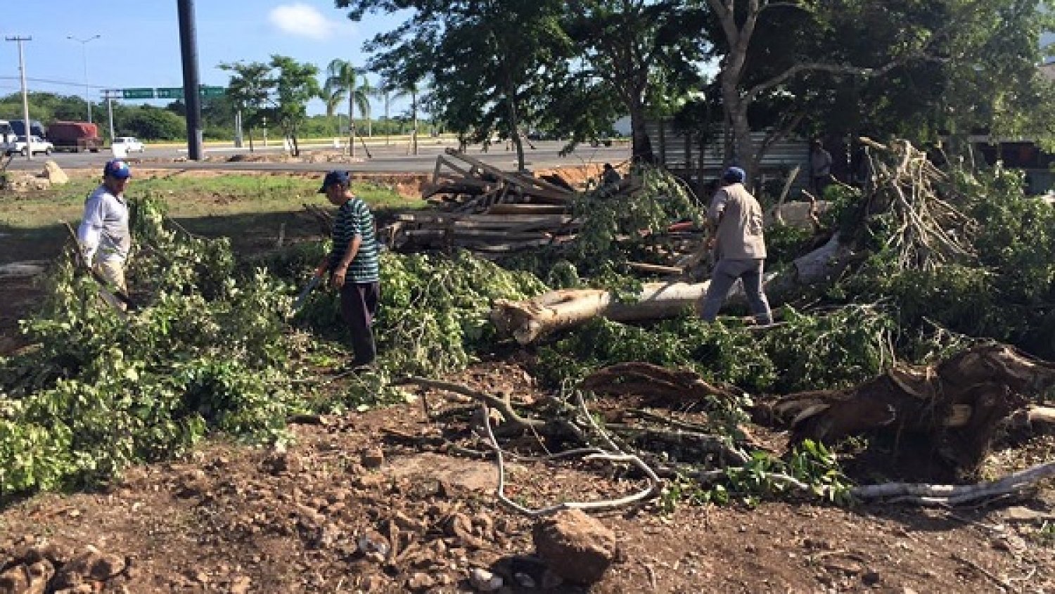 Seduma no autorizó talado de árboles junto a campus de la Uady