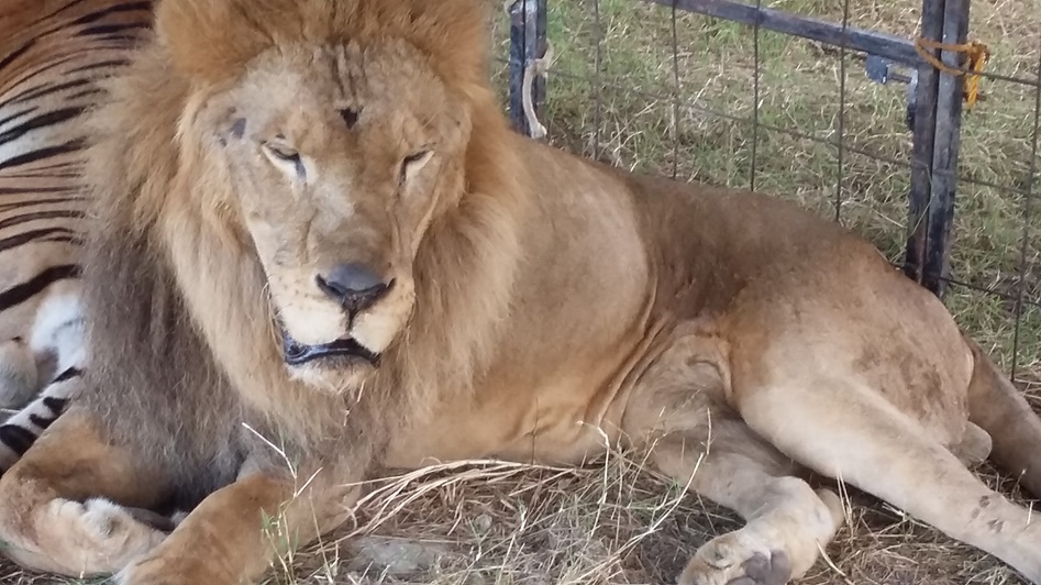 Animales del American Circus estaban para llorar… se los quita Profepa