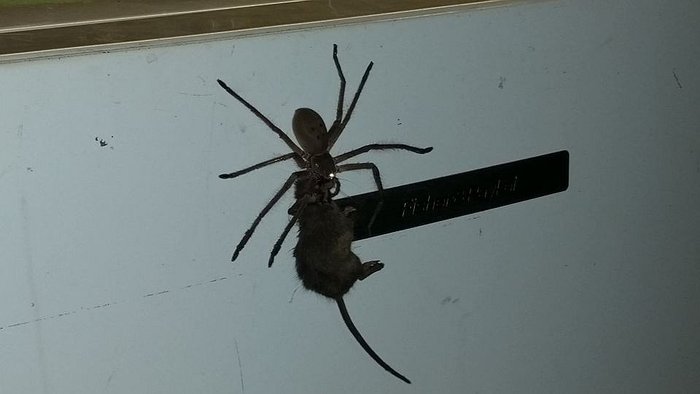 Insólito: Araña gigante arrastra a un ratón muerto