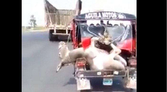 Trasladan a un burro en… ¡mototaxi!