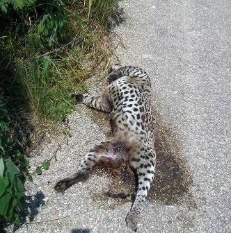 Atropellan a ocelote en una carretera yucateca