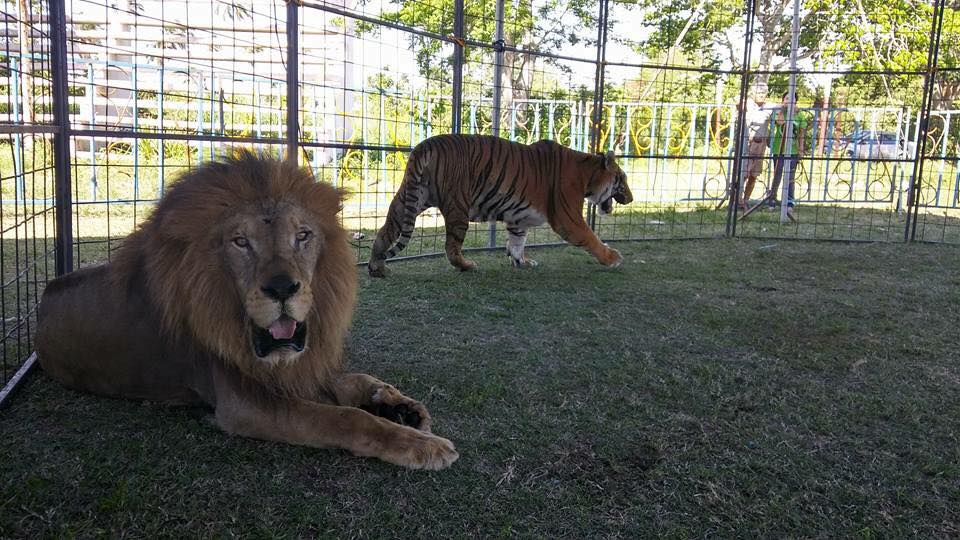 American Circus recupera sus animales y acusa a Vila de incongruente