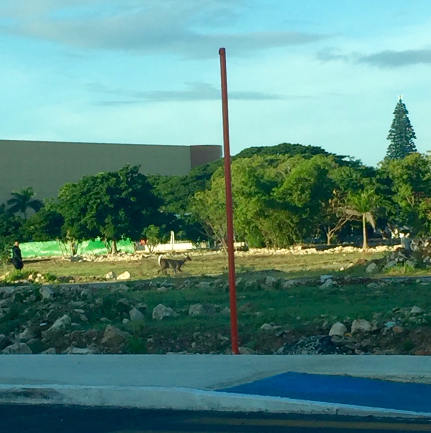 Un venado sorprende a todos en la Gran Plaza