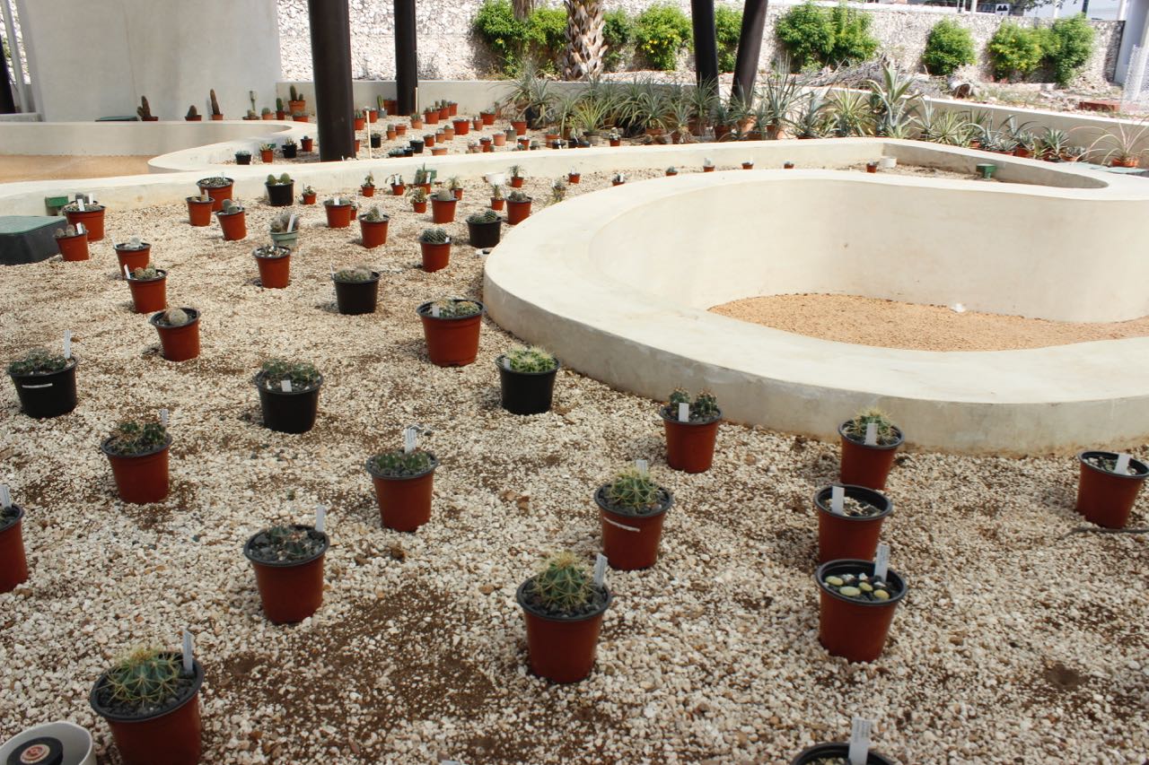 Nueva Casa del Desierto en Jardín Botánico del CICY