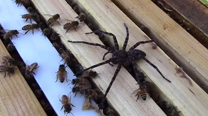 Impresionante: Abejas ‘devoran’ a una araña invasora