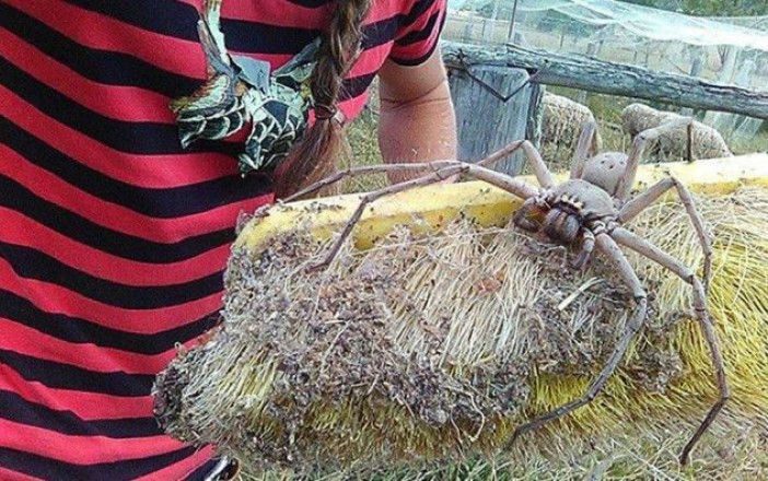 Encuentran la araña más grande del mundo