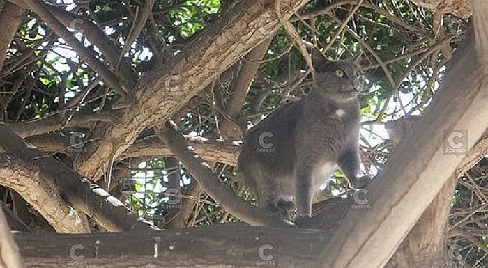 El ‘gatonejo’ sí existe: lo graban en video