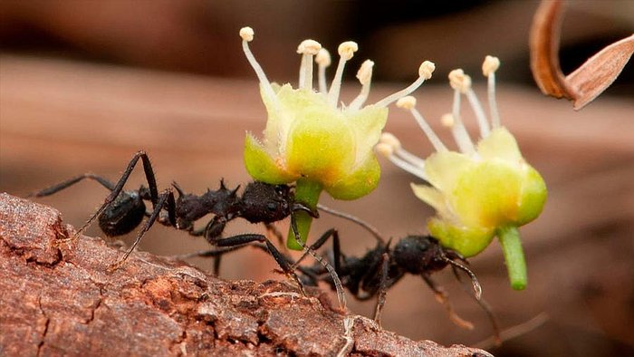 Hormigas cultivan plantas desde mucho antes que los humanos