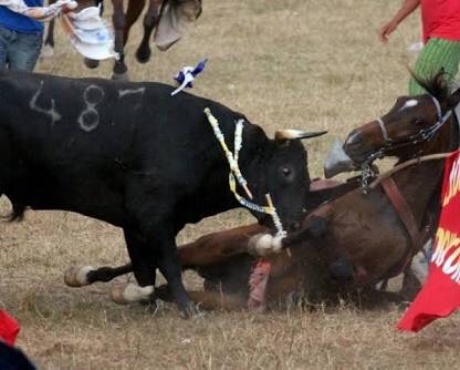 Sangrienta corrida en Yucatán deja un jinete grave y un caballo destripado