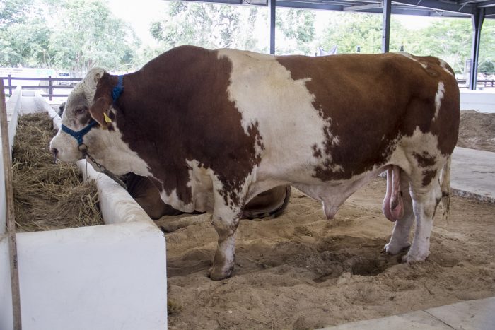 Llega el ganado a la feria de X´Matkuil