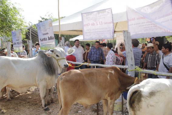 En marcha la II Expo Tianguis de Becerro de Espita