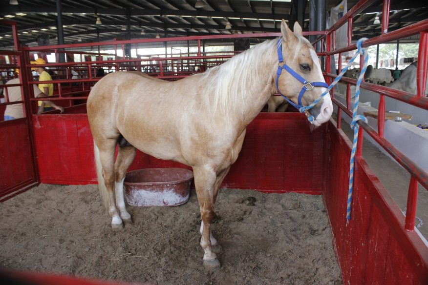 X’matkuil recibe los caballos bailadores y la carrera de amazonas