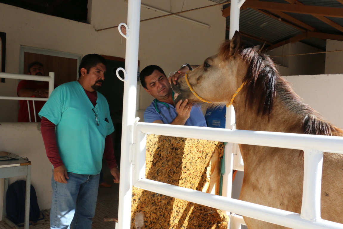 Estudiantes de la Uady brindan atención integral a caballos caleseros