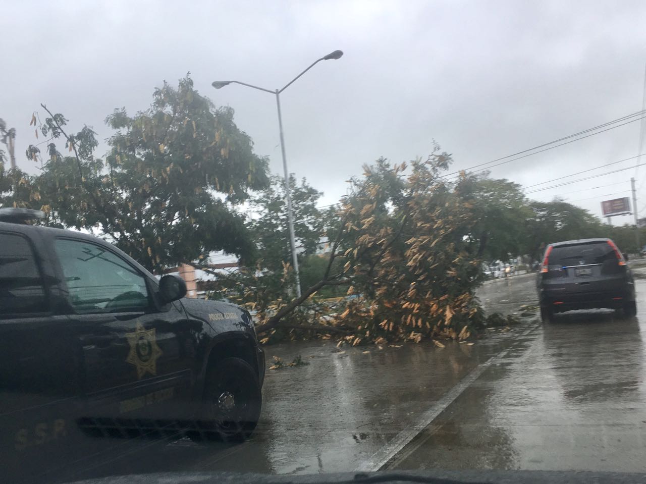 Lluvia derriba árbol y complica el tráfico en Prolongación Montejo