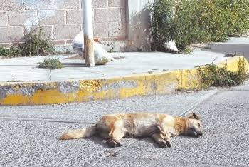 Niña casi muere luego de que le envenenaron a su perro