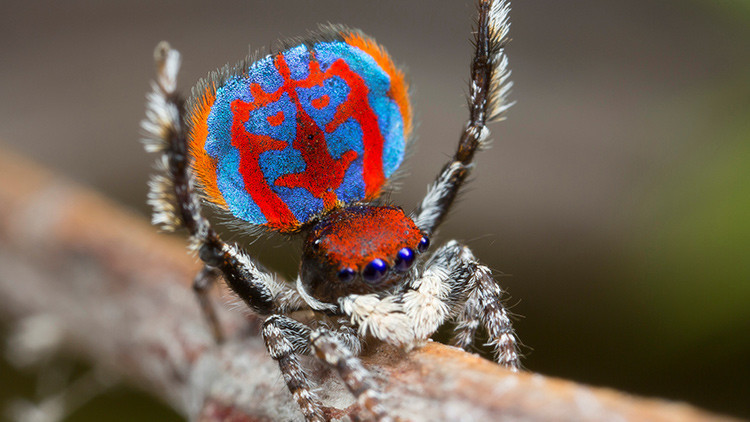 El animal más mortífero no es un bicho ni tiene ponzoña