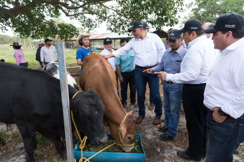 Ganaderos aplicarán sistema silvopastoril para mejorar la calidad