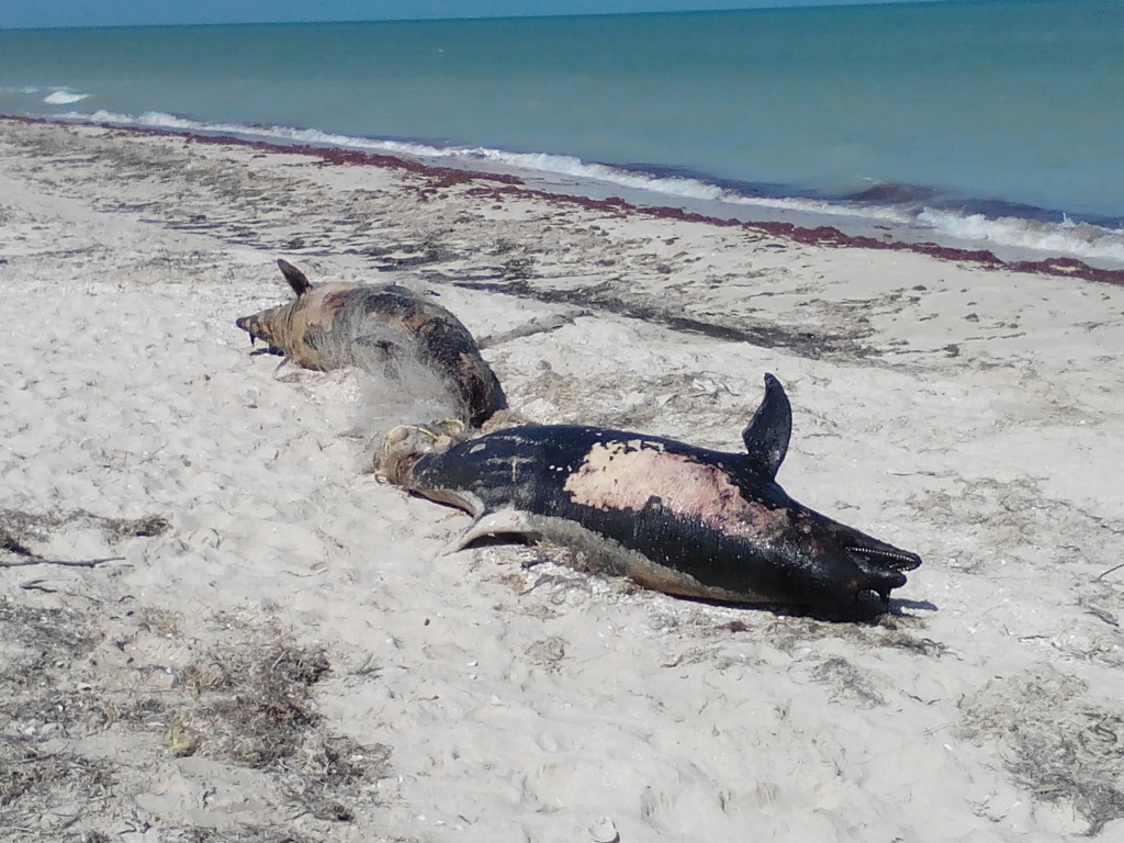 Recalan delfines muertos en la costa yucateca