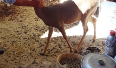 Meridano tenía de mascota dos venados cola blanca