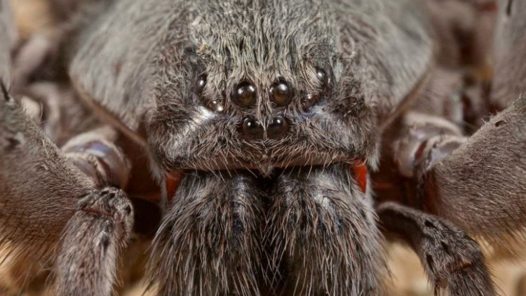 Descubren en México una nueva especie de araña gigante y venenosa