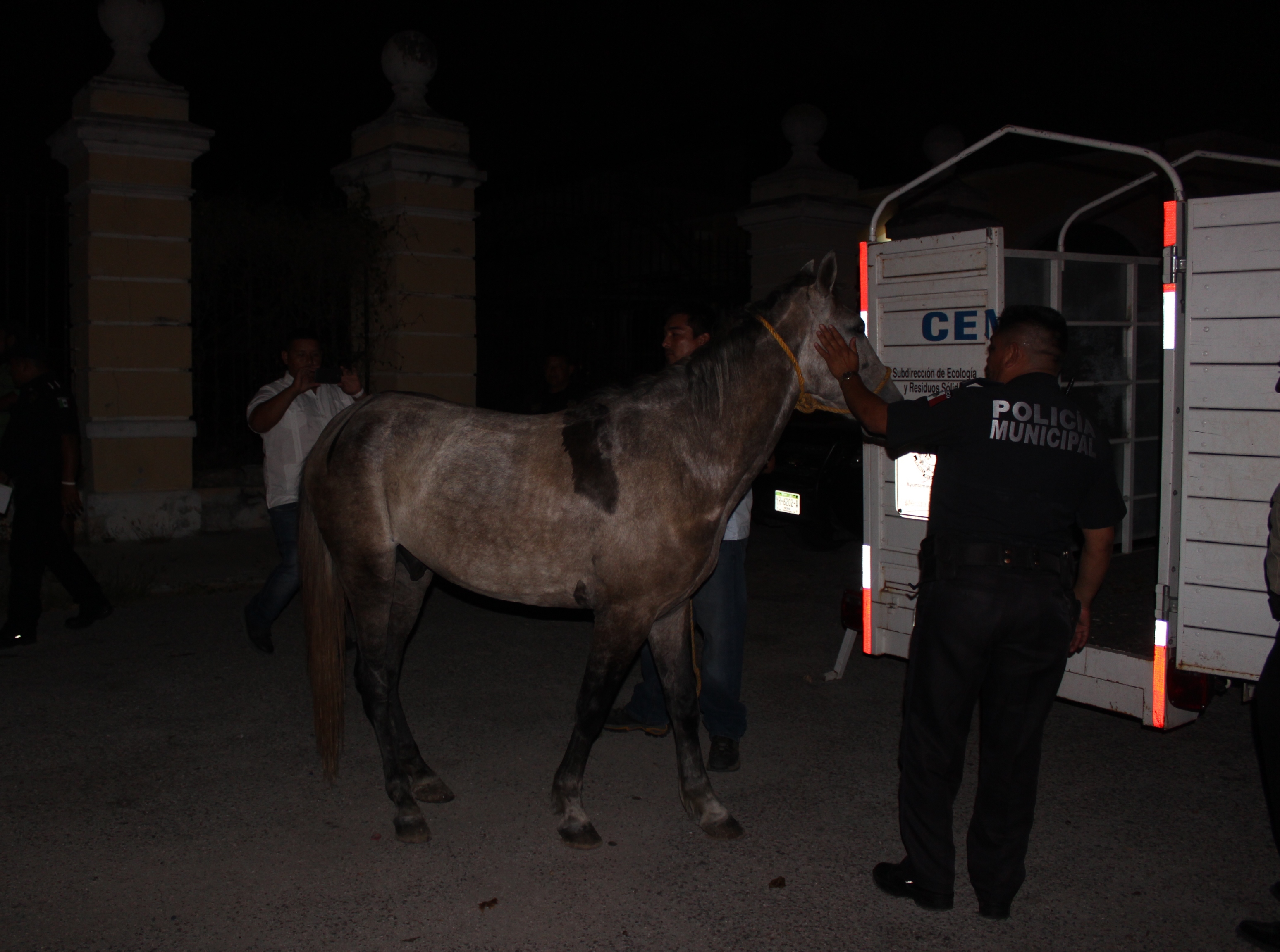 Decomisan caballo abandonado en el centro de Mérida