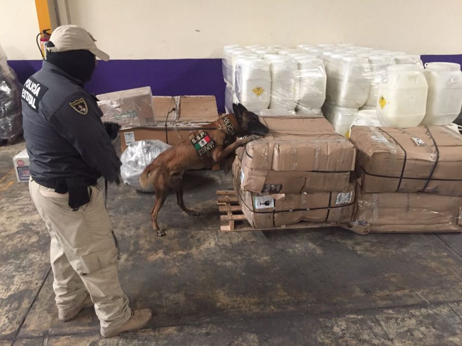 Asegura la SSP 200 kilos de marihuana en empresa de paquetería