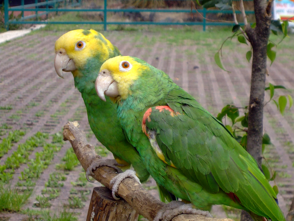 Multa de $60,000 a traficante de loros