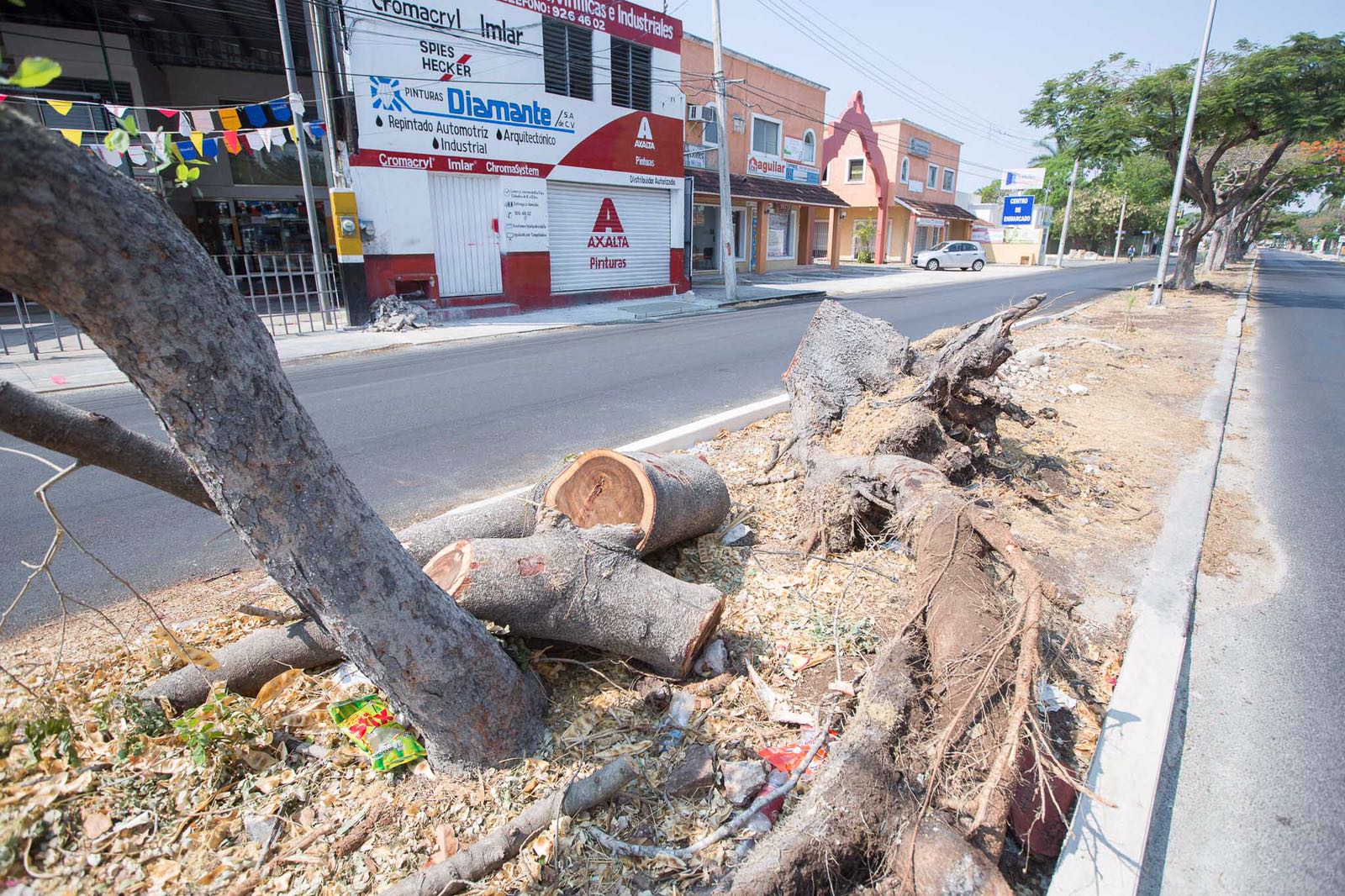 Ayuntamiento de Mérida tala de nuevo arboles en la ciudad