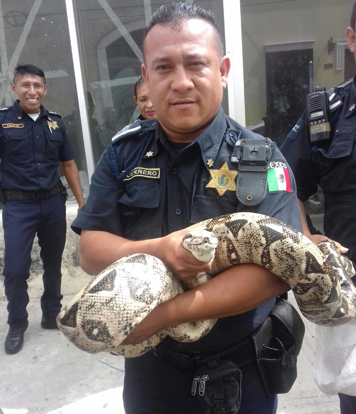 Capturan ‘boa gigante’ en taller del Centro