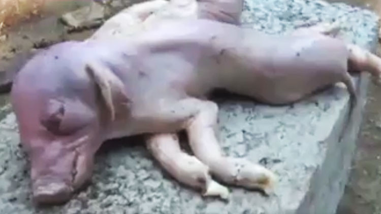 Nace cerdito con ocho patas y dos cuerpos