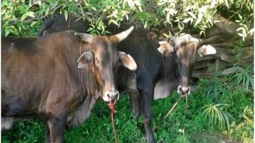 Padre e hijo pagan $7,000 por robar 3 vacas