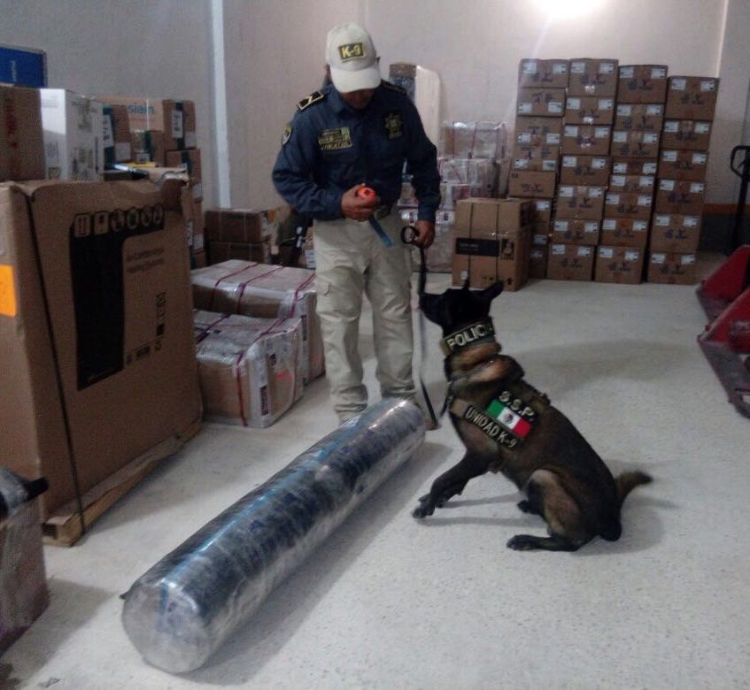 Perro de la SSP detecta 33 kilos de droga en empresa de mensajería