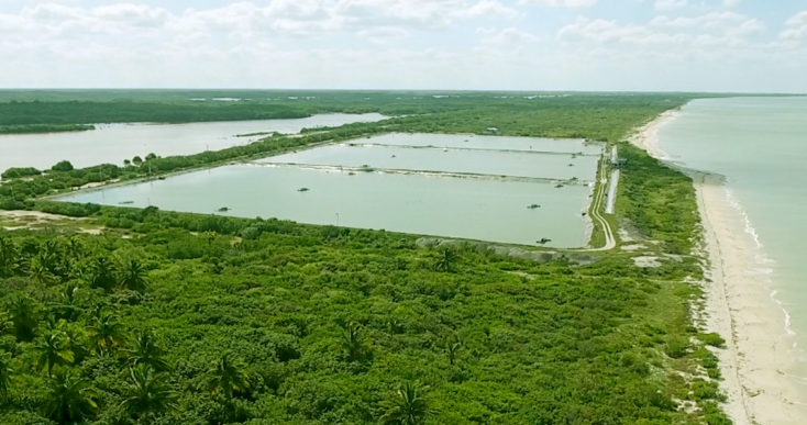 Cultivo de camarón, exitosa realidad en Sisal