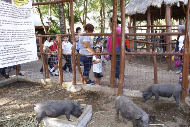 Ultima semana de actividades en la Feria de X’matkuil