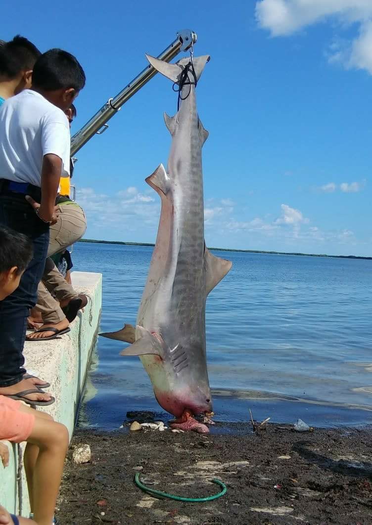 Capturan un tiburón tigre en costas de Yucatán