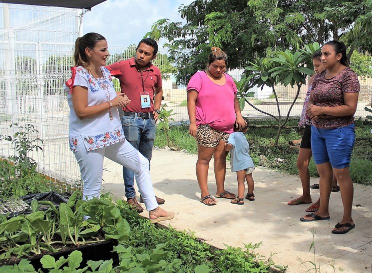 Desarrollan cultivo de tomate híbrido maya en Mérida,