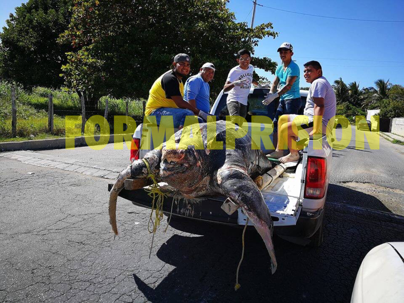 Recala tortuga gigante en playas de Chicxulub