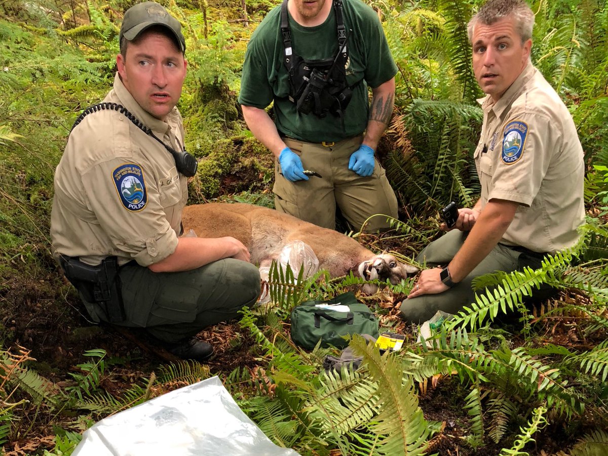 Un puma ataca a un ciclista hasta matarlo