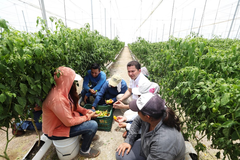 Hacer producir el campo yucateco y convertirlo en una potencia: Sahuí