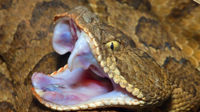 Insólito, lo muerde una serpiente muerta