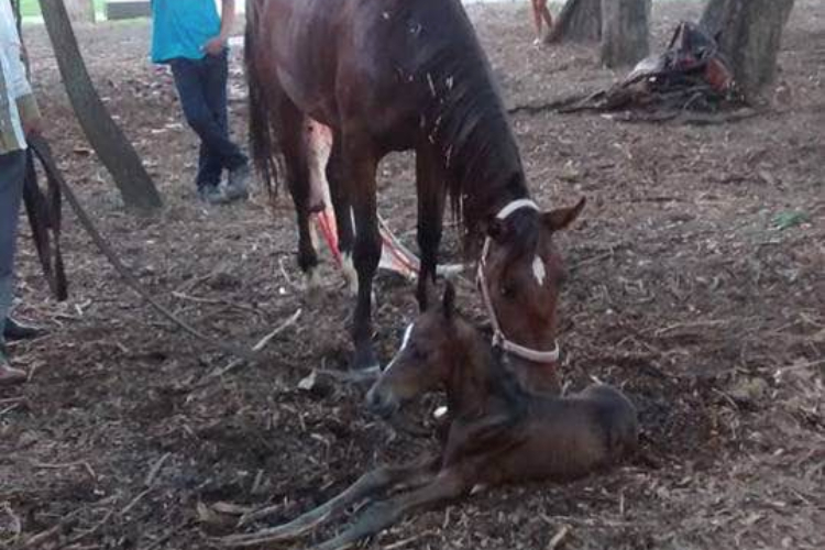 Yegua que jalaba una calesa da a luz en un parque