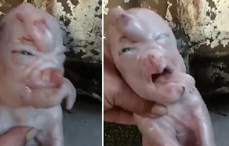 Nace cerdito con cara de humano