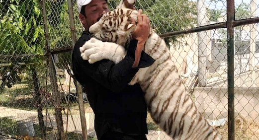 Tenía dos tigres en su casa para ocultar que era homicida