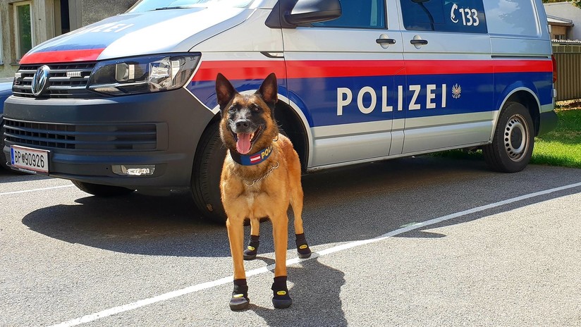 Ponen zapatos a los perros policías por ola de calor