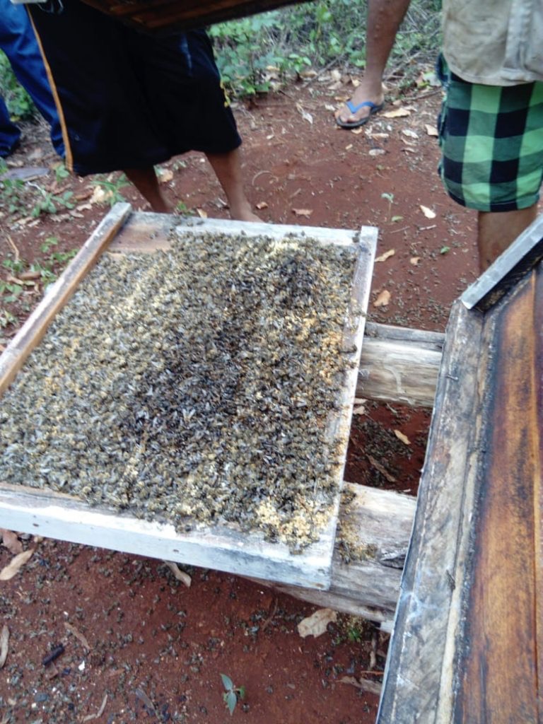 Culpan a empresario yucateco por muerte de abejas en Quintana Roo