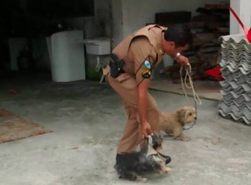 Acusan a tres hombres de 1,400 casos de zoofilia con perros, caballos y vacas