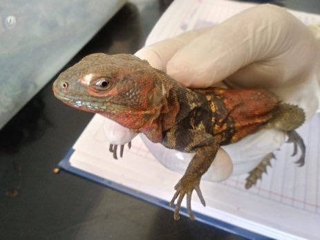 Aseguran 38 “iguanas yucatecas” en Quintana Roo