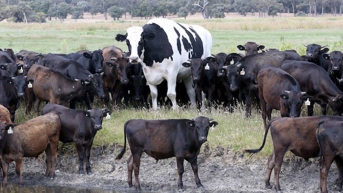 El gigantesco buey que se ha convertido en toda una celebridad