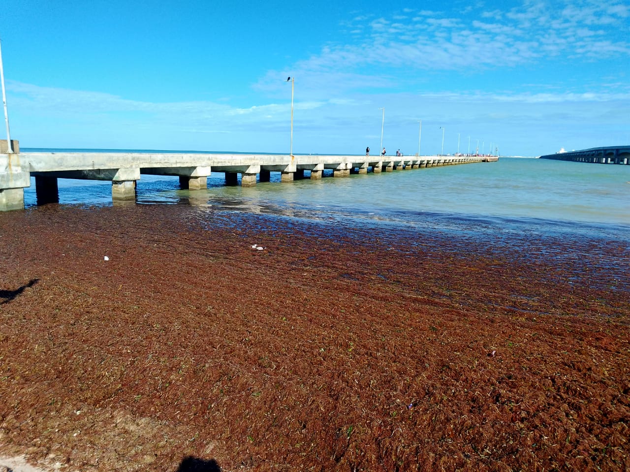 El sargazo invade Progreso y hace huir al turismo